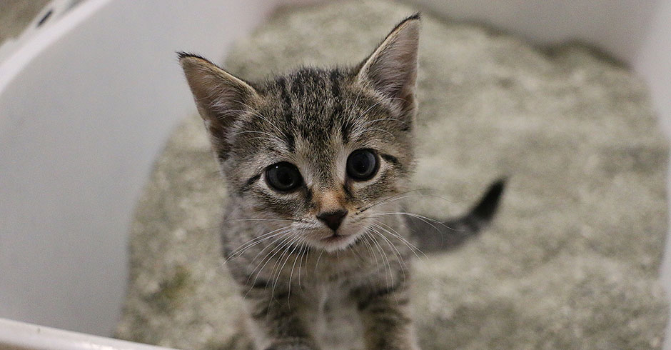 Kleine Katze auf der Toilette | Credit: iStock.com/BiancaGrueneberg
