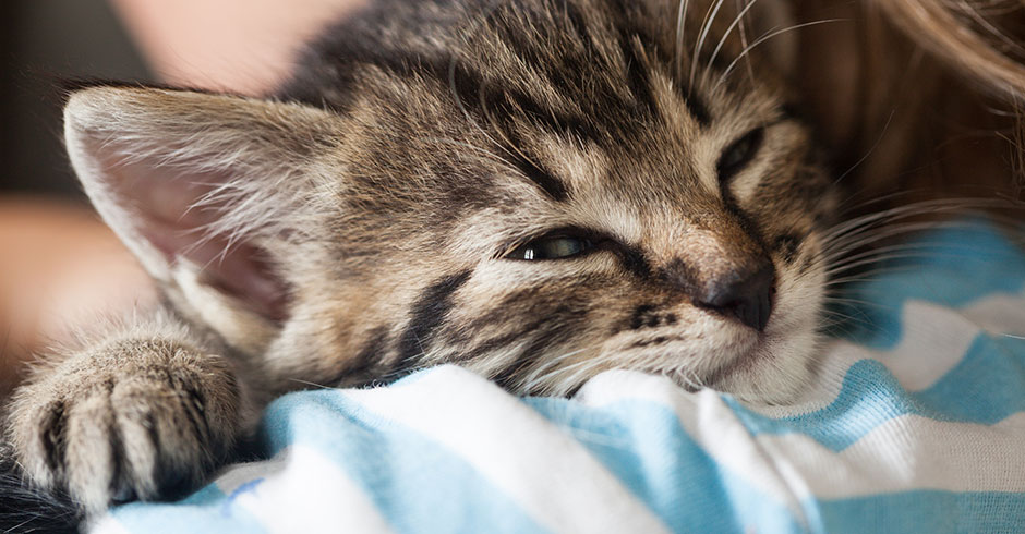 Frau kuschelt mit ihrem Kätzchen | Credit: iStock.com/Chepko