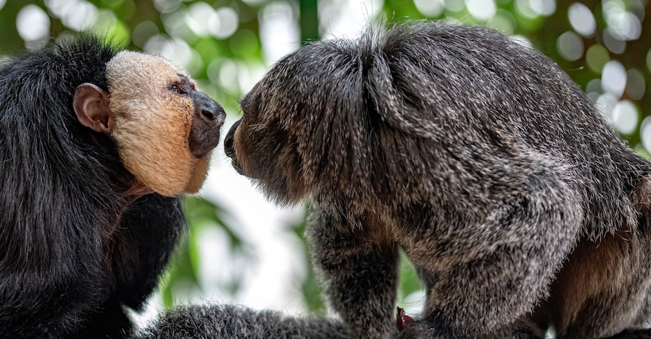 Zwei Weißkopfsaki-Affen beschnuppern einander  | Credit: Dominik Moser