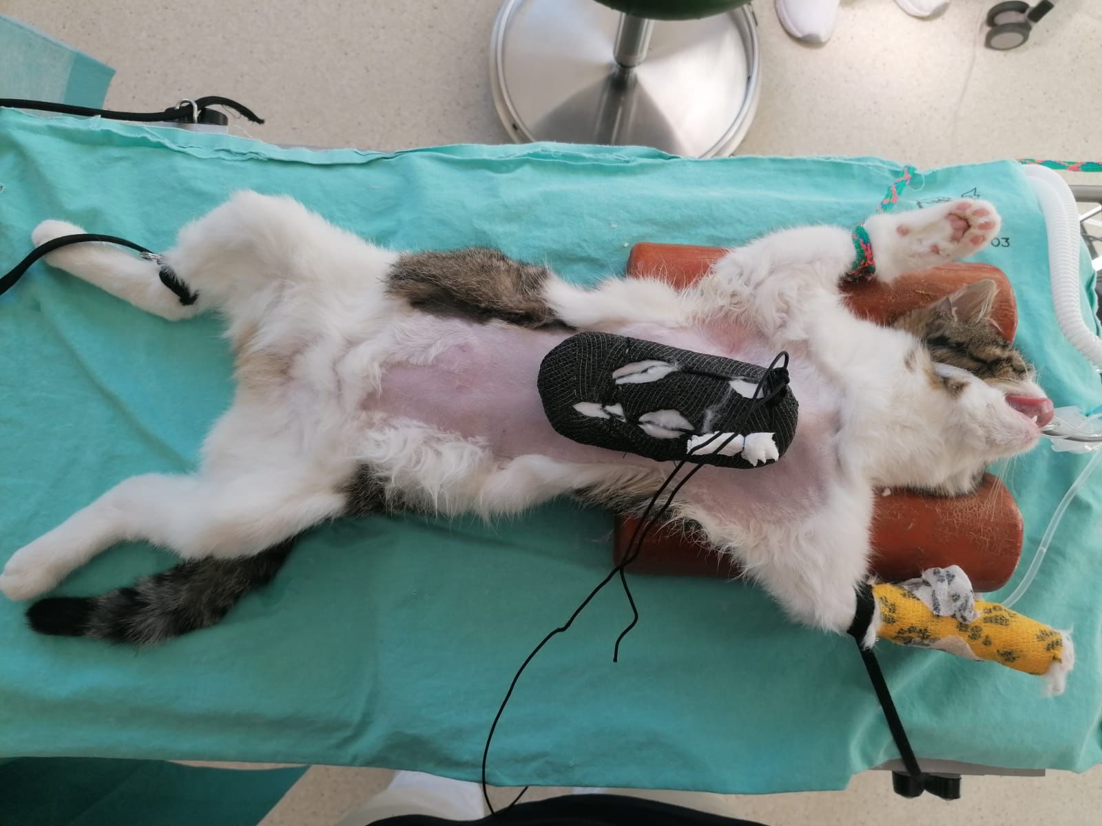 Kater am OP-Tisch