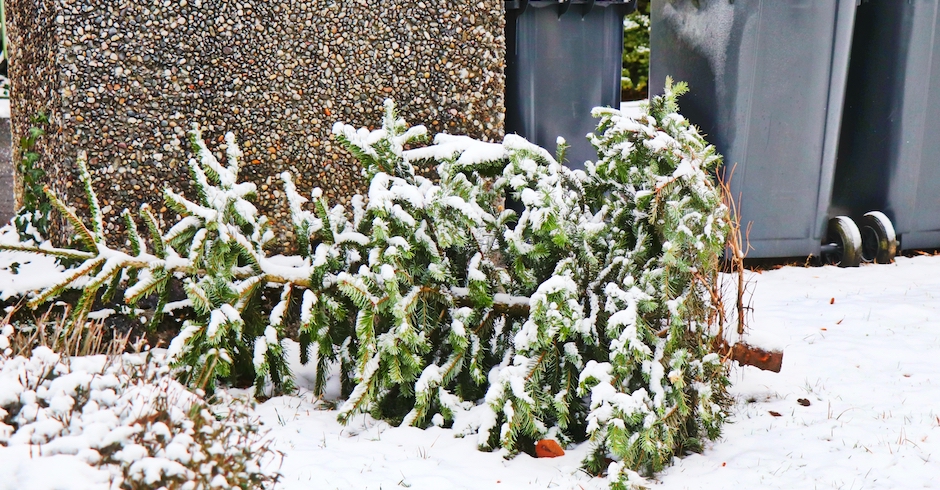 Alter Chrsitbaum liegt vor einer Mülltonne | Credit: iStock.com/Keikona