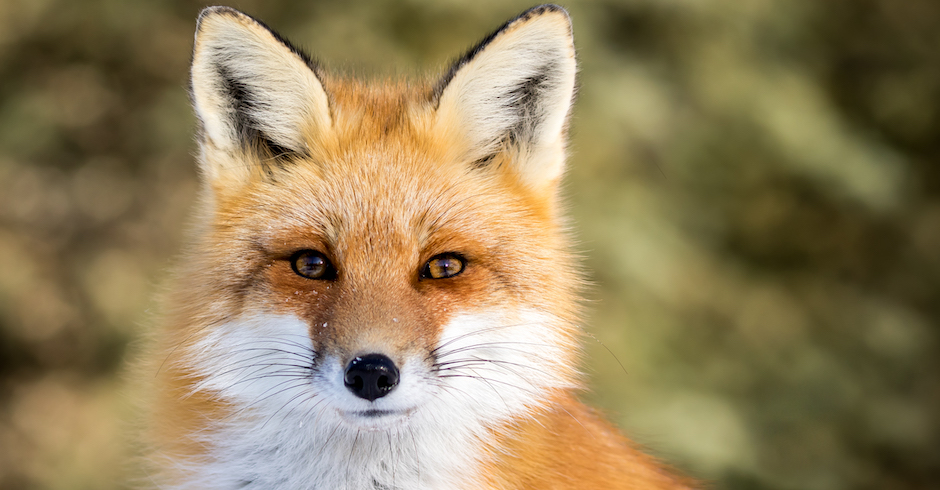 Rofuchs sitzt in einer Wiese | Credit: iStock.com/RT-Images
