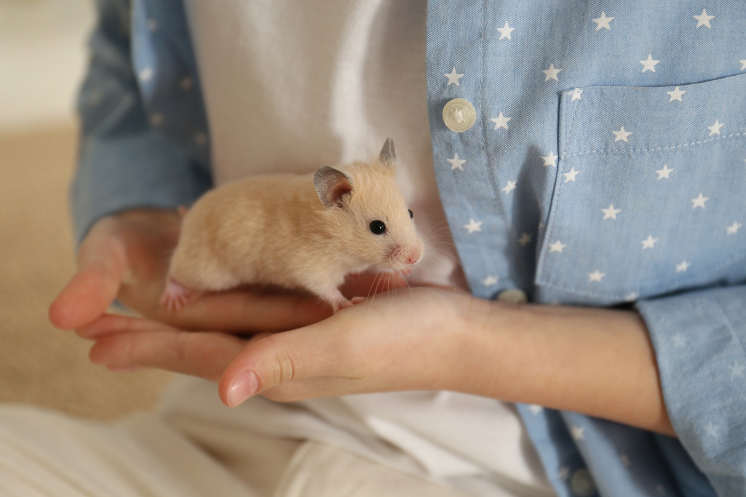 Kind hält einen Hamster | Credit: iStock.com/Liudmila Chernetska