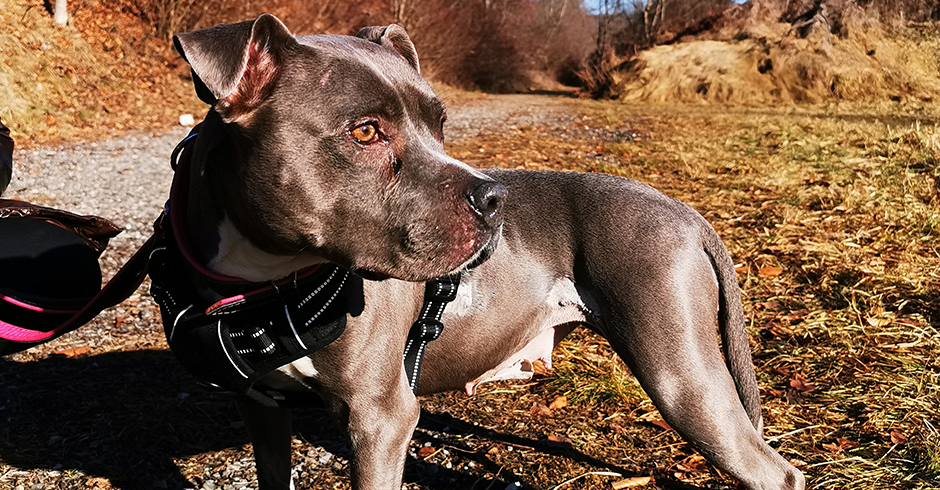 American Staffordshire Terrier Kohana
