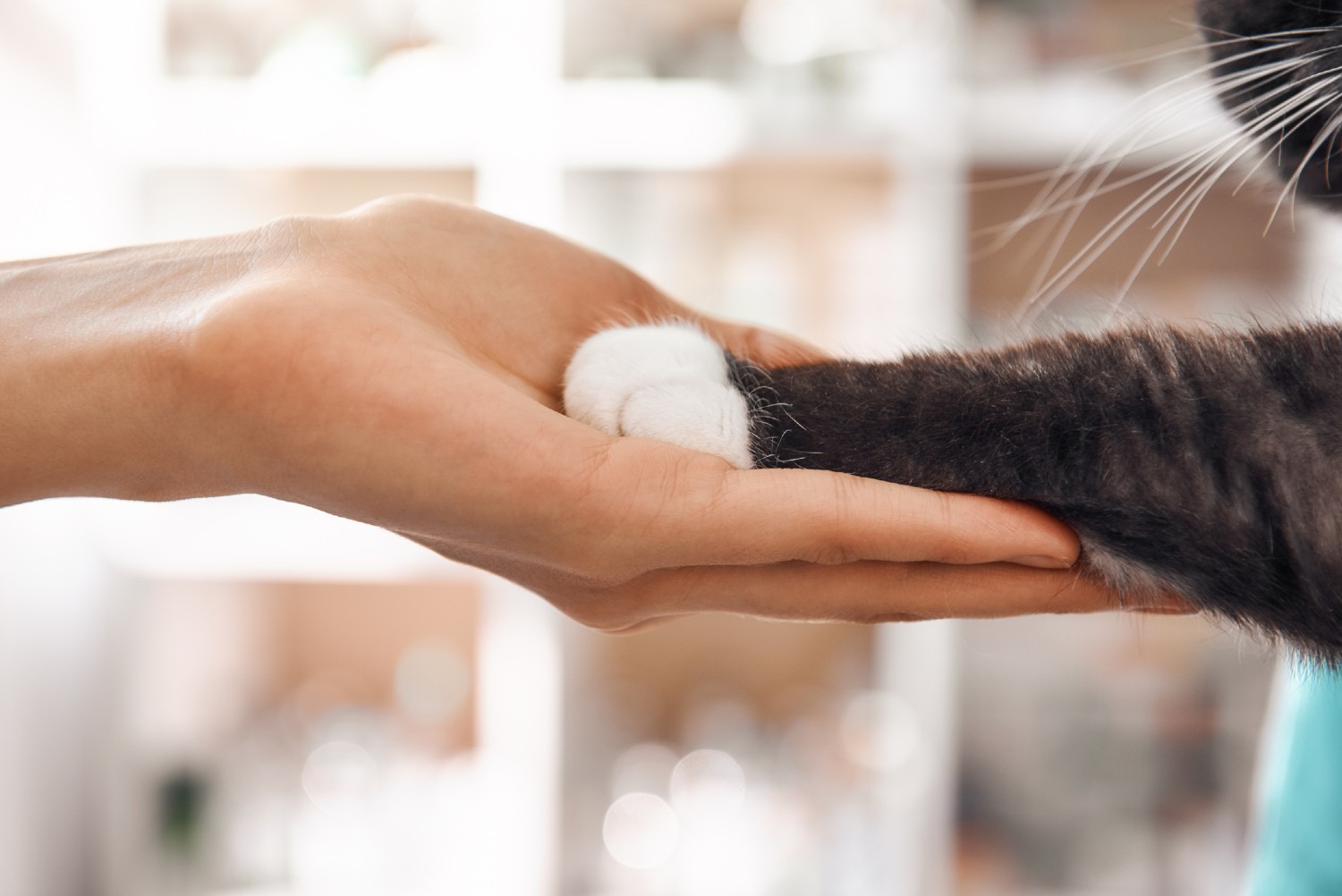 Katze gibt Mensch Pfote | Credit: iStock.com/dima_sidelnikov