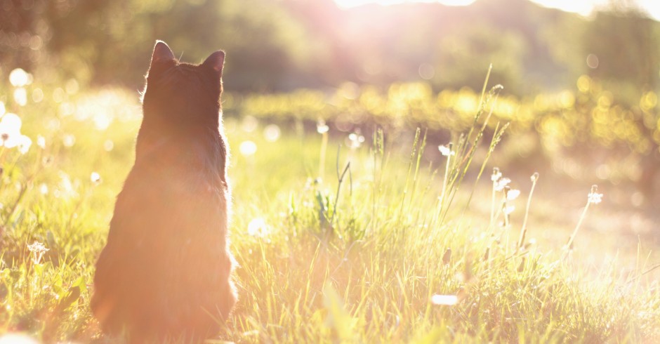 Katze im Sonnenlicht | Credit: iStock.com/StefanieDegner
