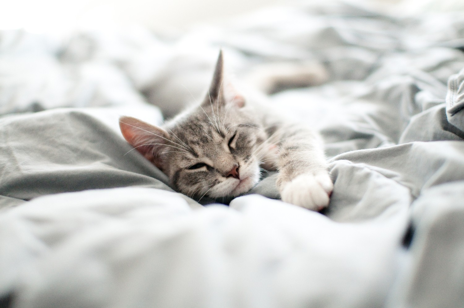 Katze liegt auf einer Decke | Credit: iStock.com/hamacle