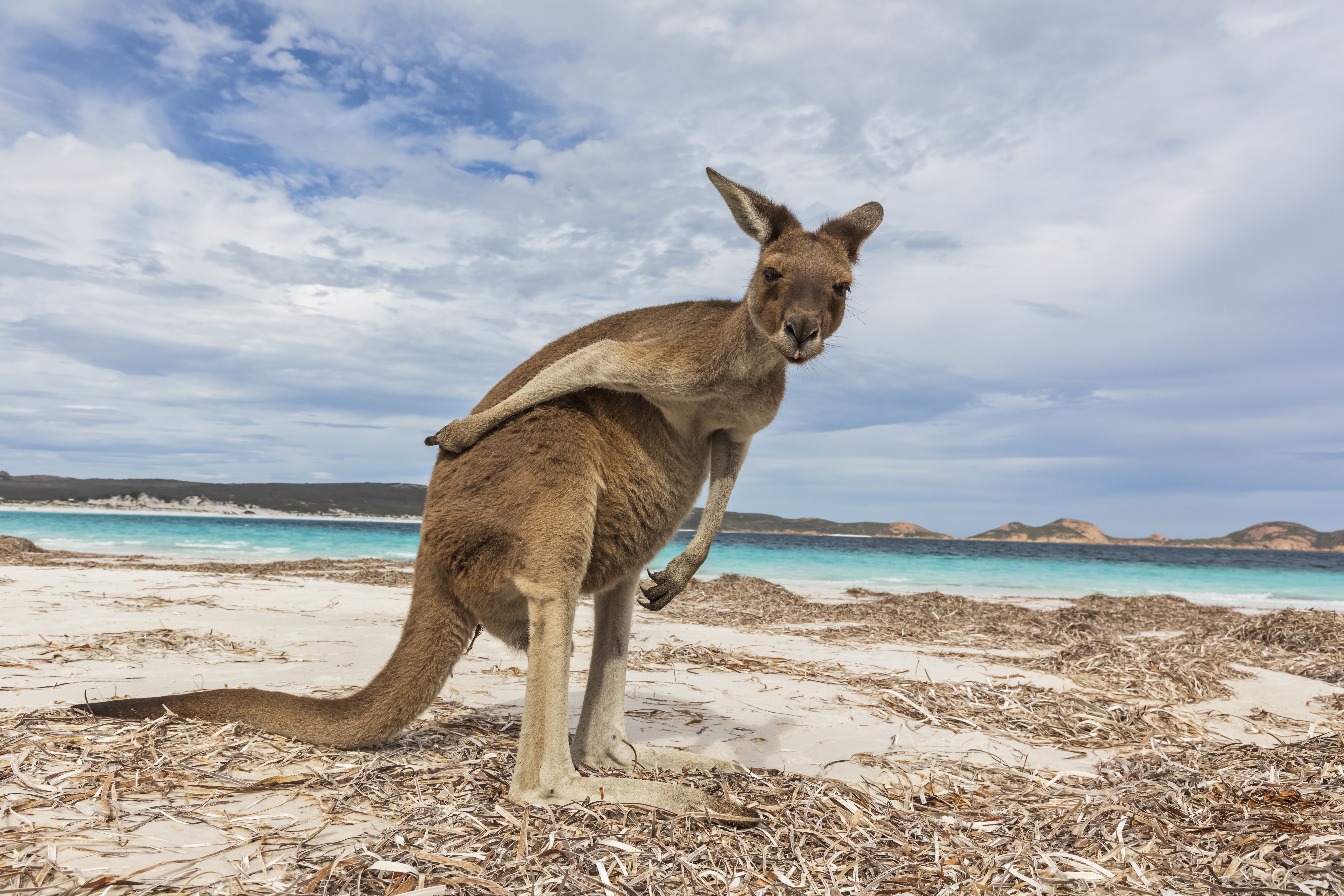 Känguruh | Credit: Fotofeeling / Westend61 / picturedesk.com