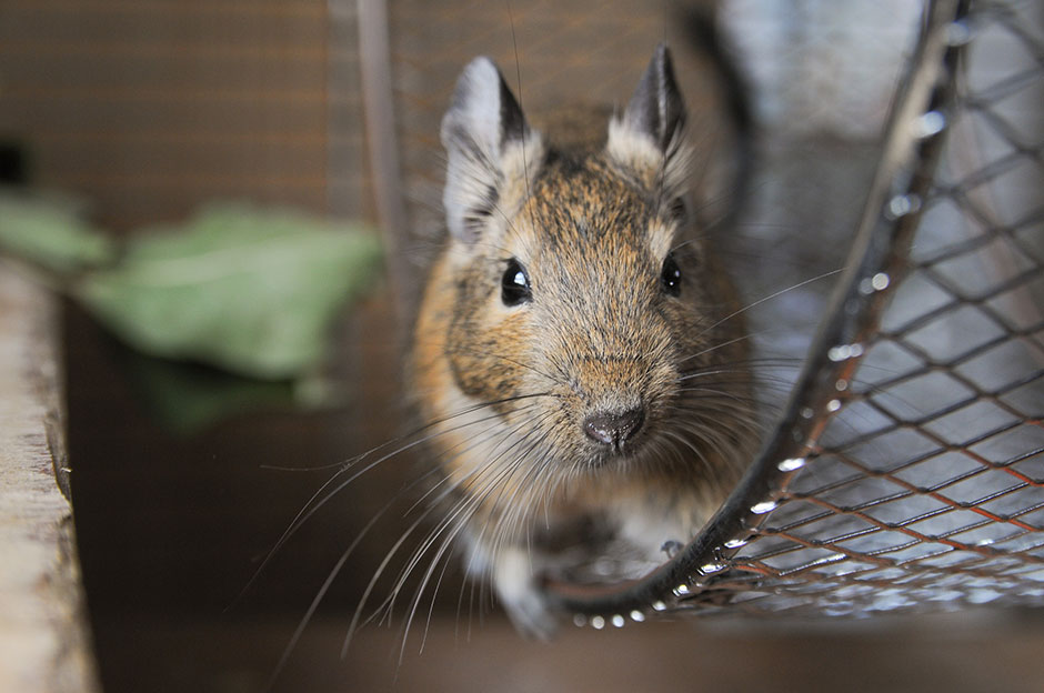 Degu in seinem Gehege | Credit: iStock.com/anemac