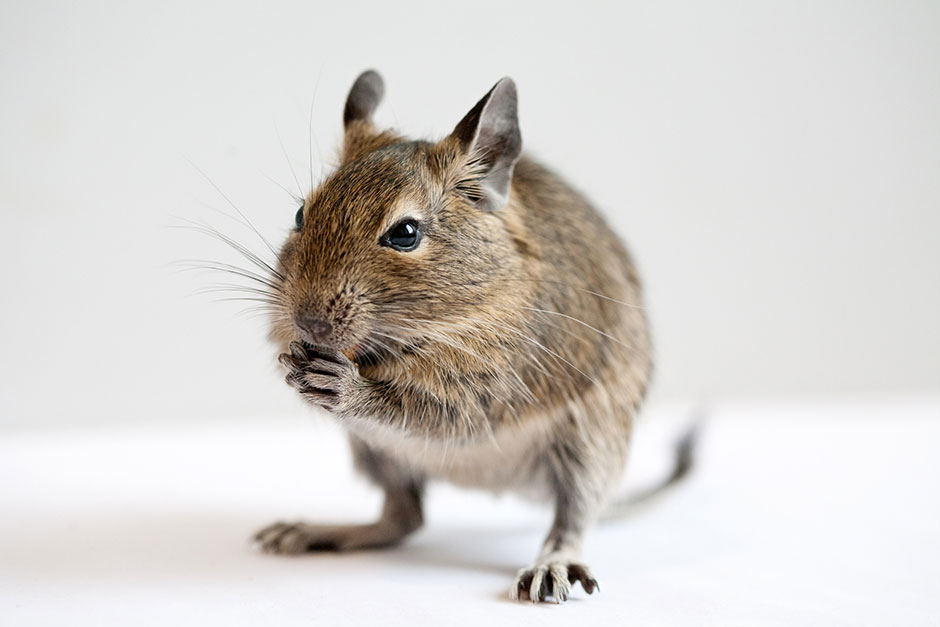 Degu | Credit: iStock.com/mouse_sonya