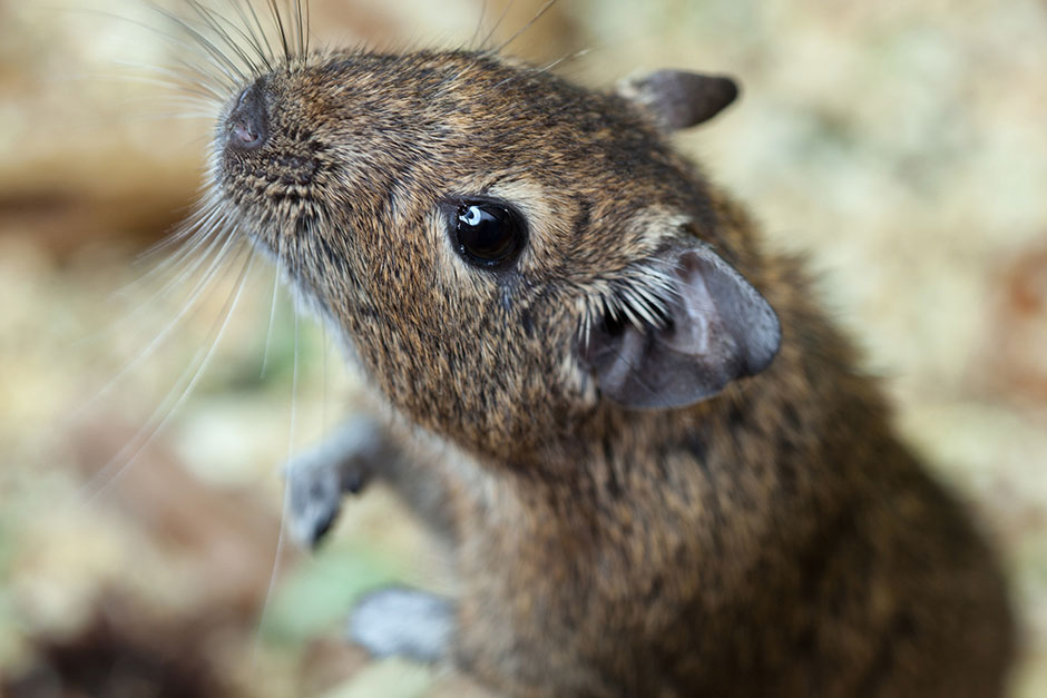 Degu in seinem Gehege | Credit: iStock.com/dimid_86