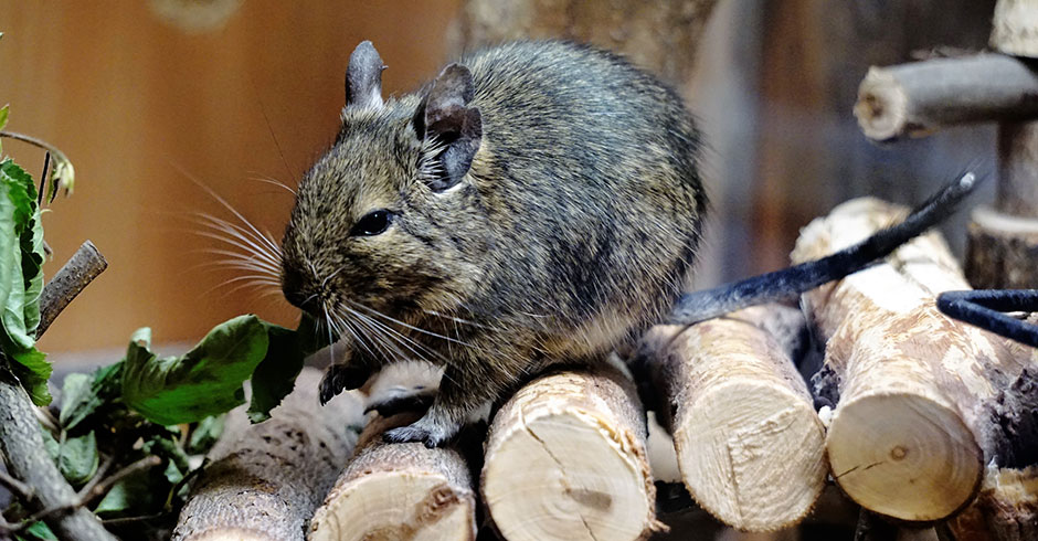 Degu in seinem Gehege | Credit: iStock.com/pisces2386