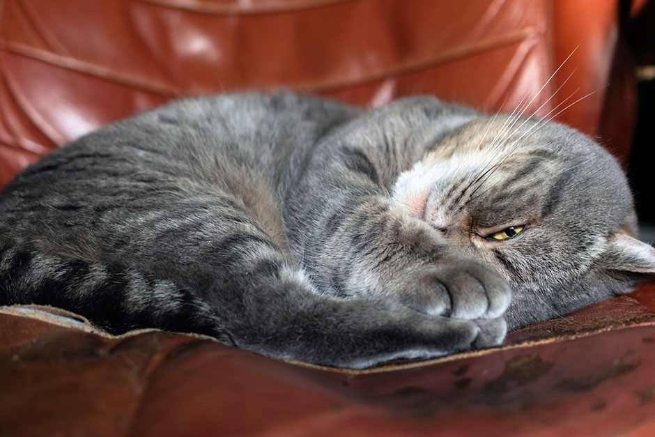 Katze rollt sich auf einem ledernen Ohrensessel ein und entspannt | Credit: iStock.com/for personal or commercial purposes