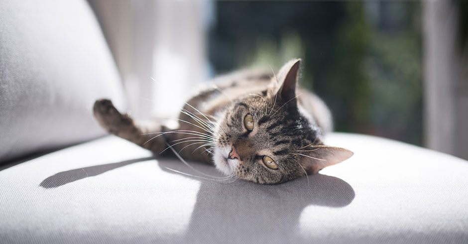 Katze liegt entspannt auf dem Sofa | Credit: iStock.com/Nils Jacobi
