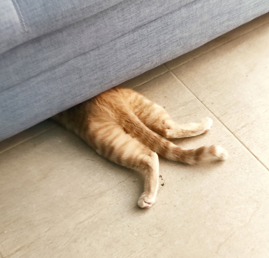 Katze verkriecht sich unter dem Sofa | Credit: iStock.com/Juan Rubio