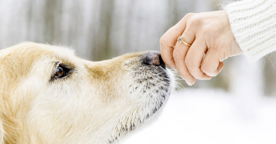 Ein Hunde der an der Hand seines Frauchens schnüffelt.
