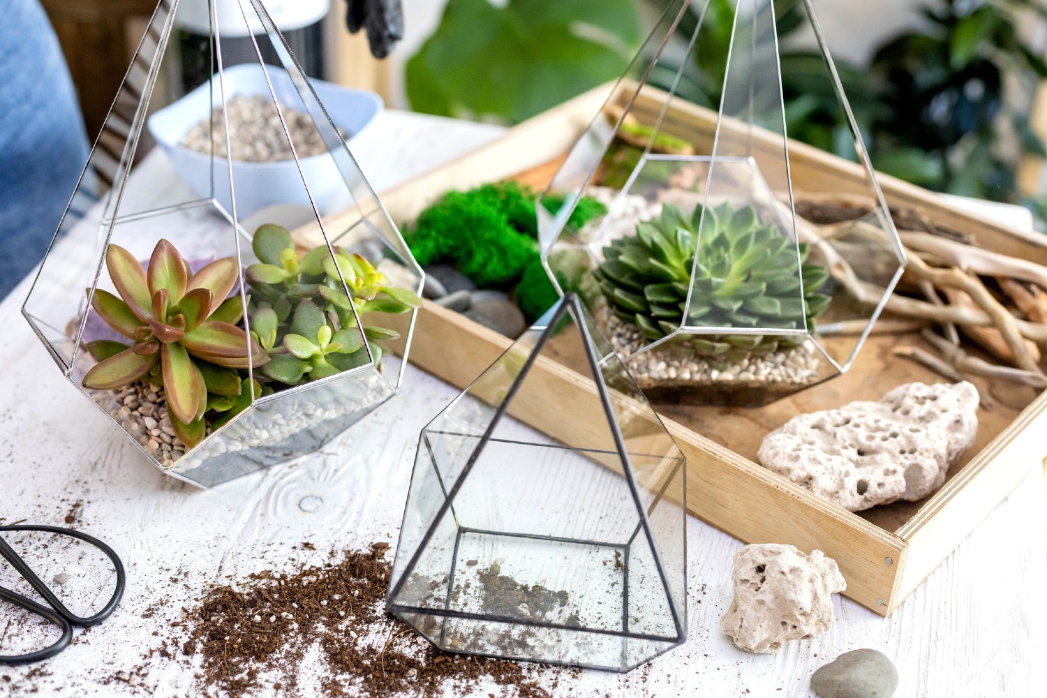 Florarium | Credit: iStock.com/Kostikova