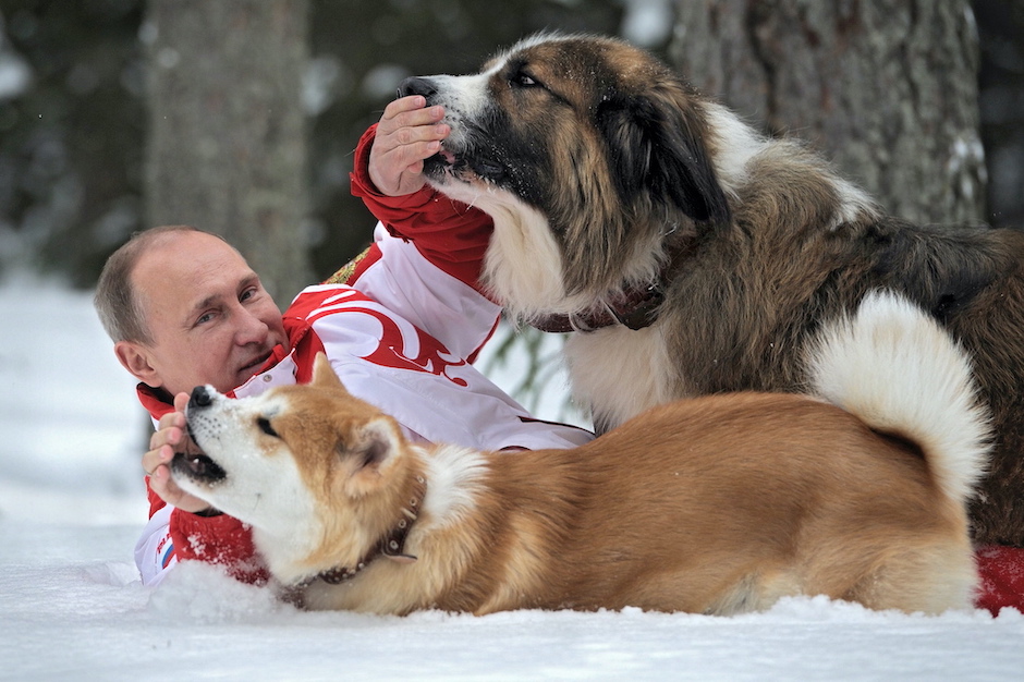 Putin balgt sich mit zwei Hunden im Schnee