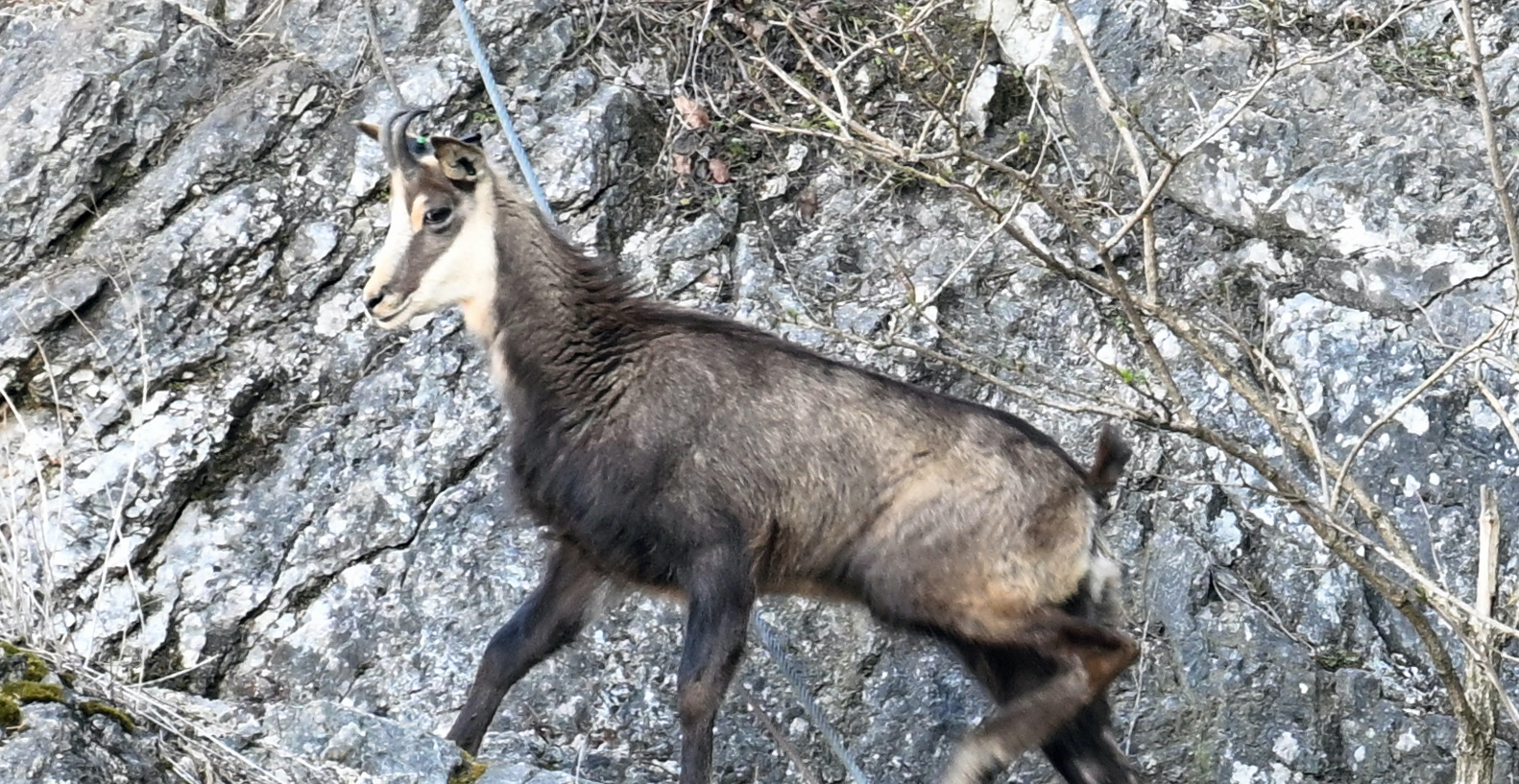 Gams | Credit: BARBARA GINDL / APA / picturedesk.com