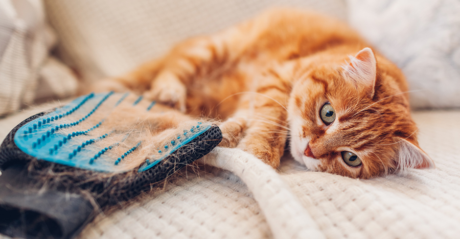 Katze liegt entspannt neben ihrer Fellbürste | Credit: iStock.com/Maryviolet