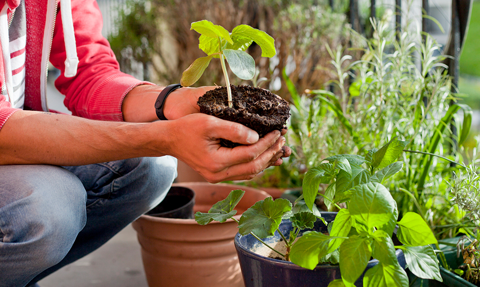 Mann beim Umtopfen von Kübelpflanzen | Credit: iStock.com/joannatkaczuk