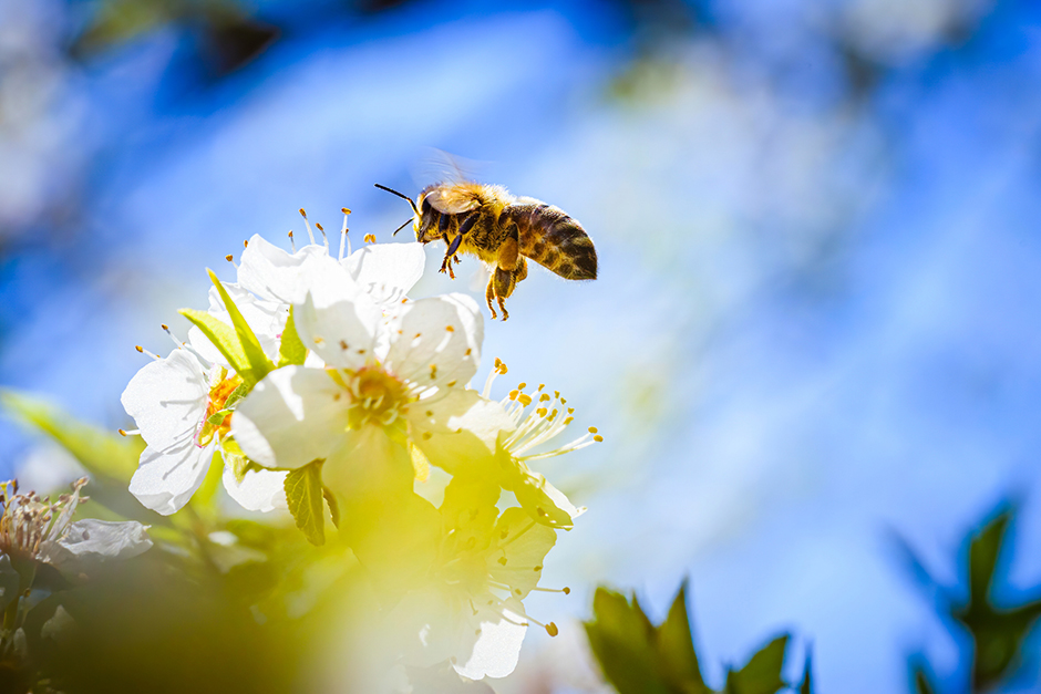 Biene sitzt auf einer Blume | Credit: iStock.com/Przemysław Iciak