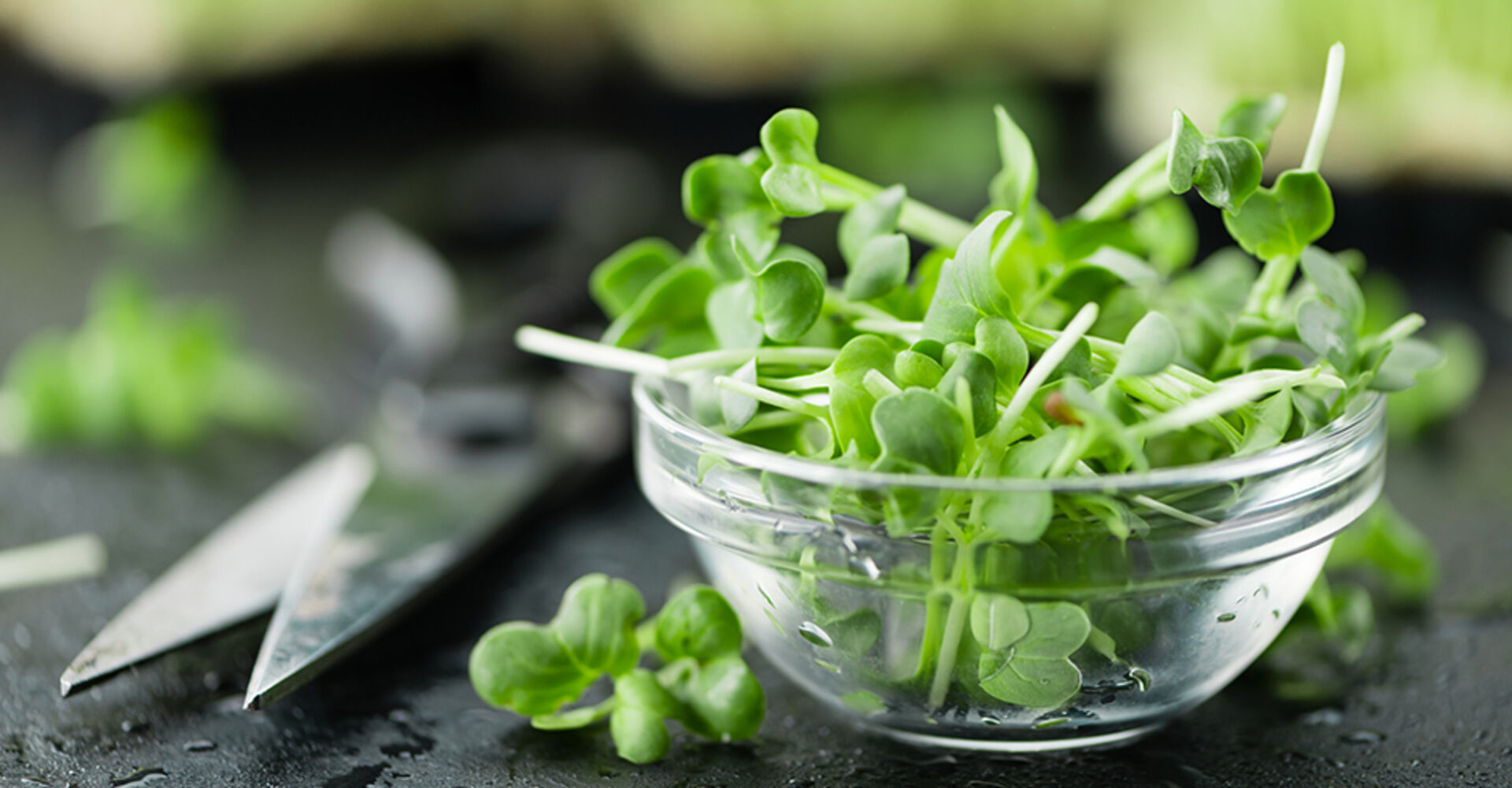 Ein Glasschälchen mit frisch geernteter Kresse | Credit: iStock.com/HandmadePictures