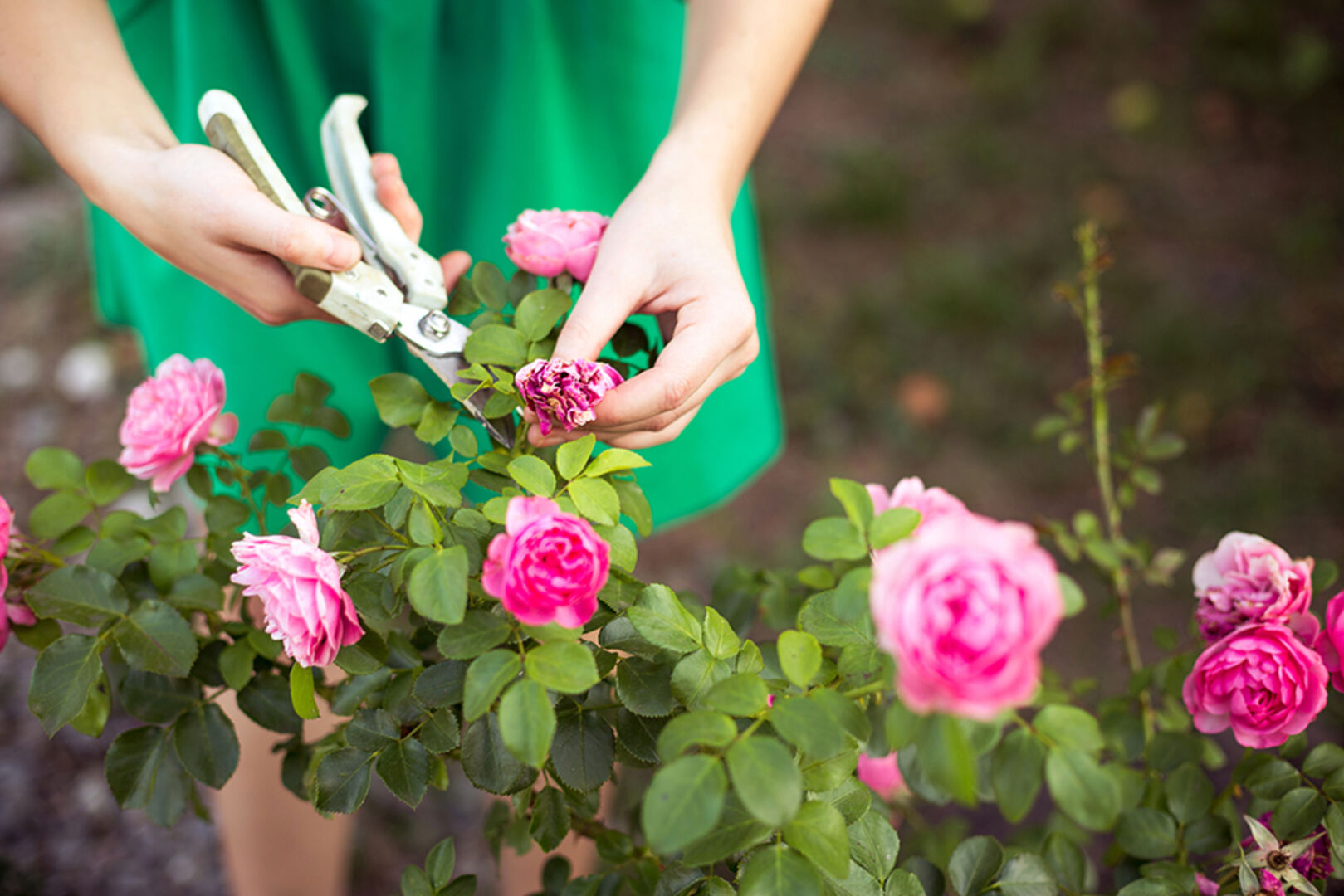 Junge Frau beim Rosenschnitt | Credit: iStock.com/OlgaPonomarenko
