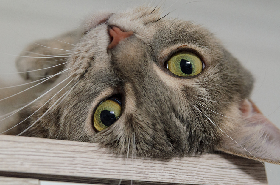 Wohnungskatze liegt genüsslich am Rücken | Credit: iStock.com/Sebastian Sonnen