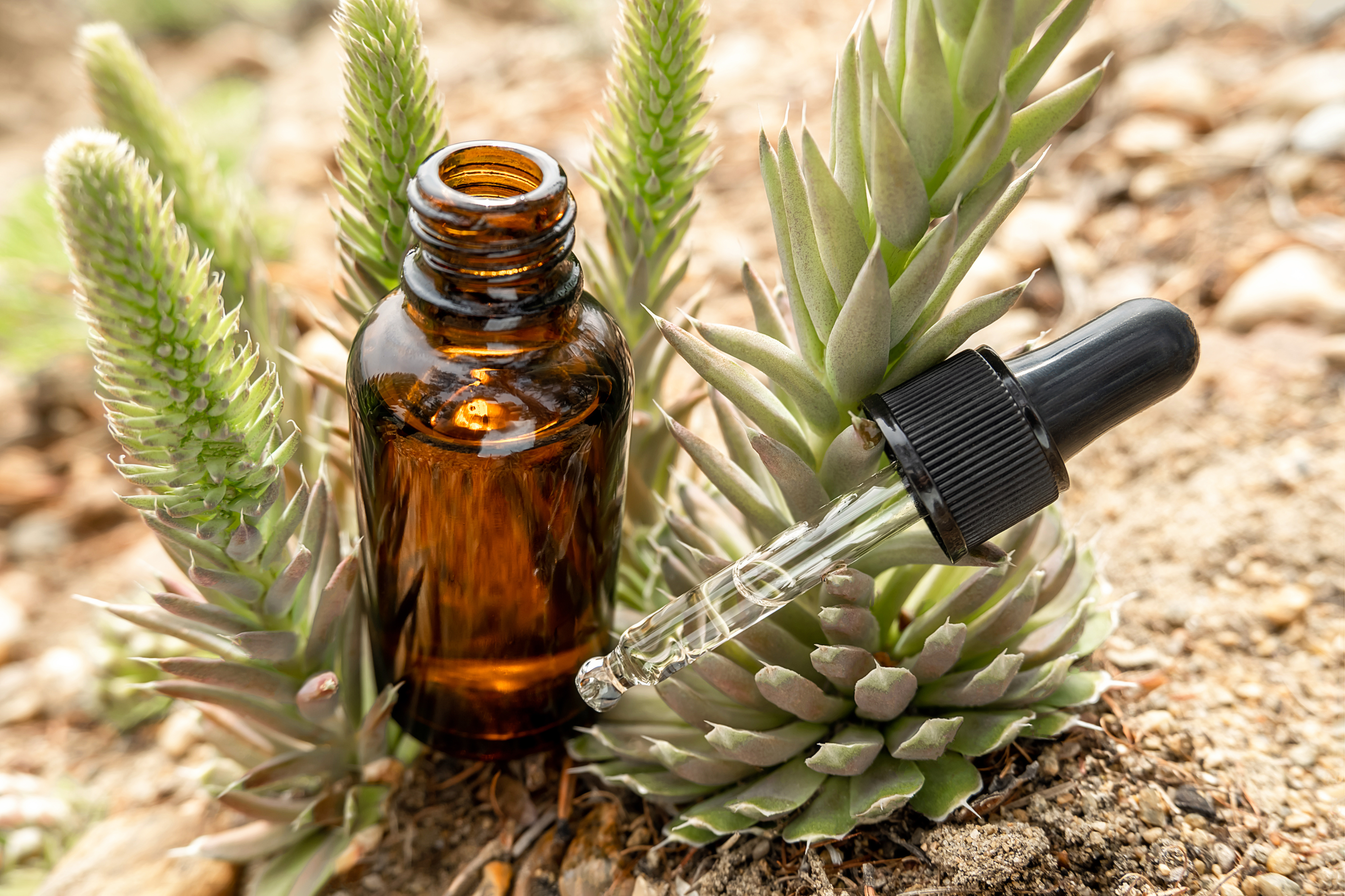 Braune Glasflasche steht vor einer Pflanze