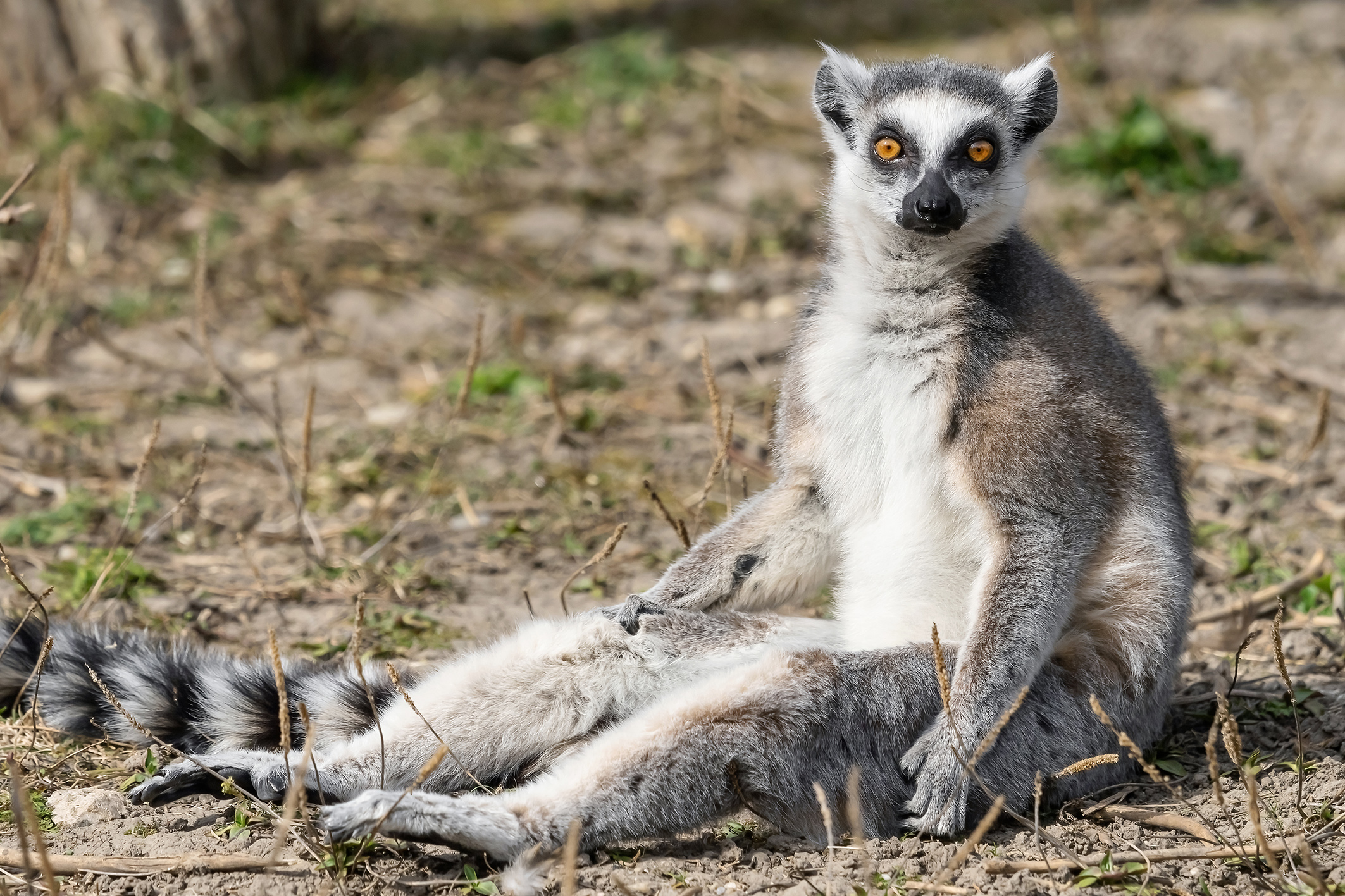Katta-Affe sitzt am Boden | Credit: Daniel Zupanc