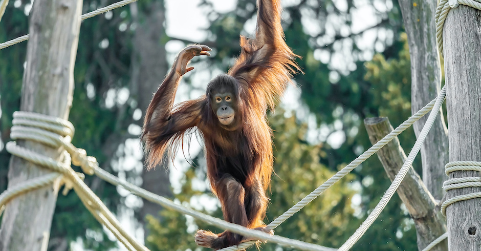 Ein Orang-Utan in Schönbrunn| Credit: Daniel Zupanc