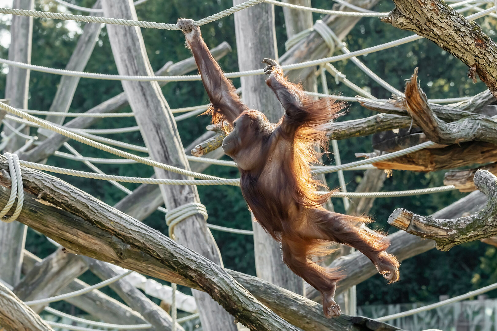 Orang-Utan in Schönbrunn | Credit: Daniel Zupanc