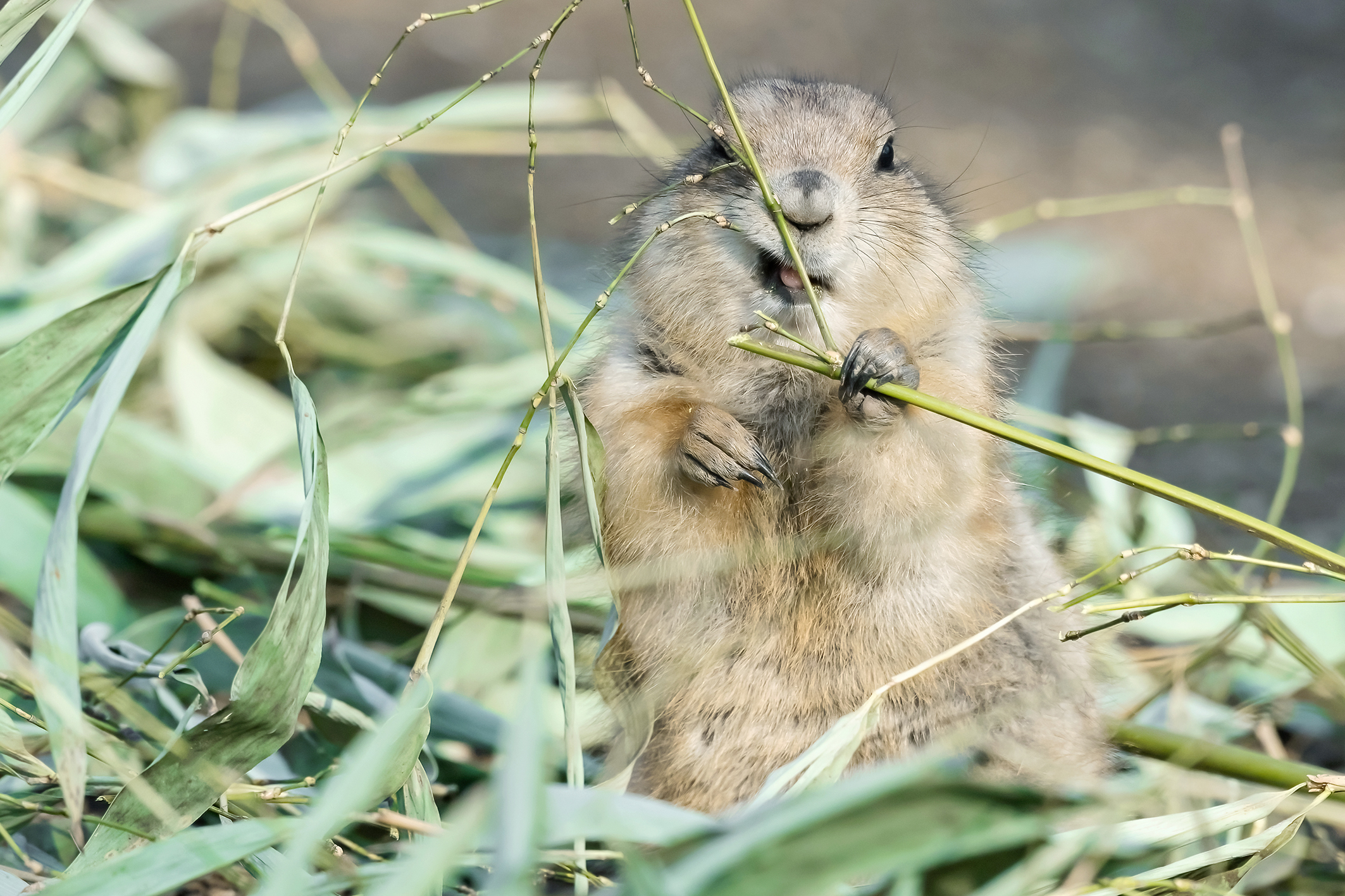 Schwarzschwanz-Präriehunde knabbert an einem Grashalm | Credit: Daniel Zupanc