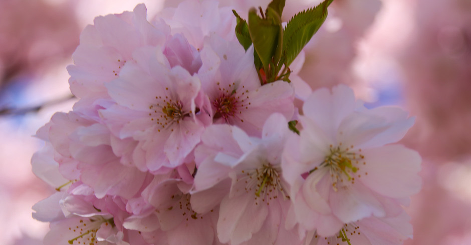 Kirschbaumblüten | Credit: iStock.com/PleskyRoman
