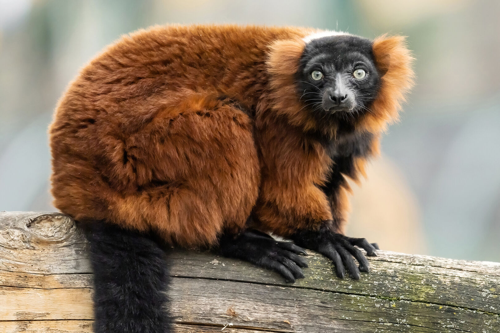 Roter Vari sitzt am Baum | Credit: Daniel Zupanc