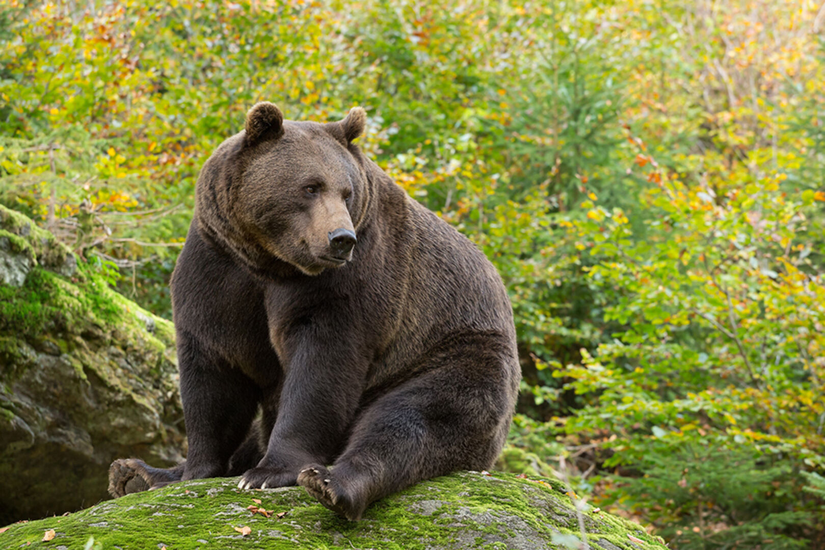 Braunbär in freier Natur | Credit: iStock.com/RobChristiaans