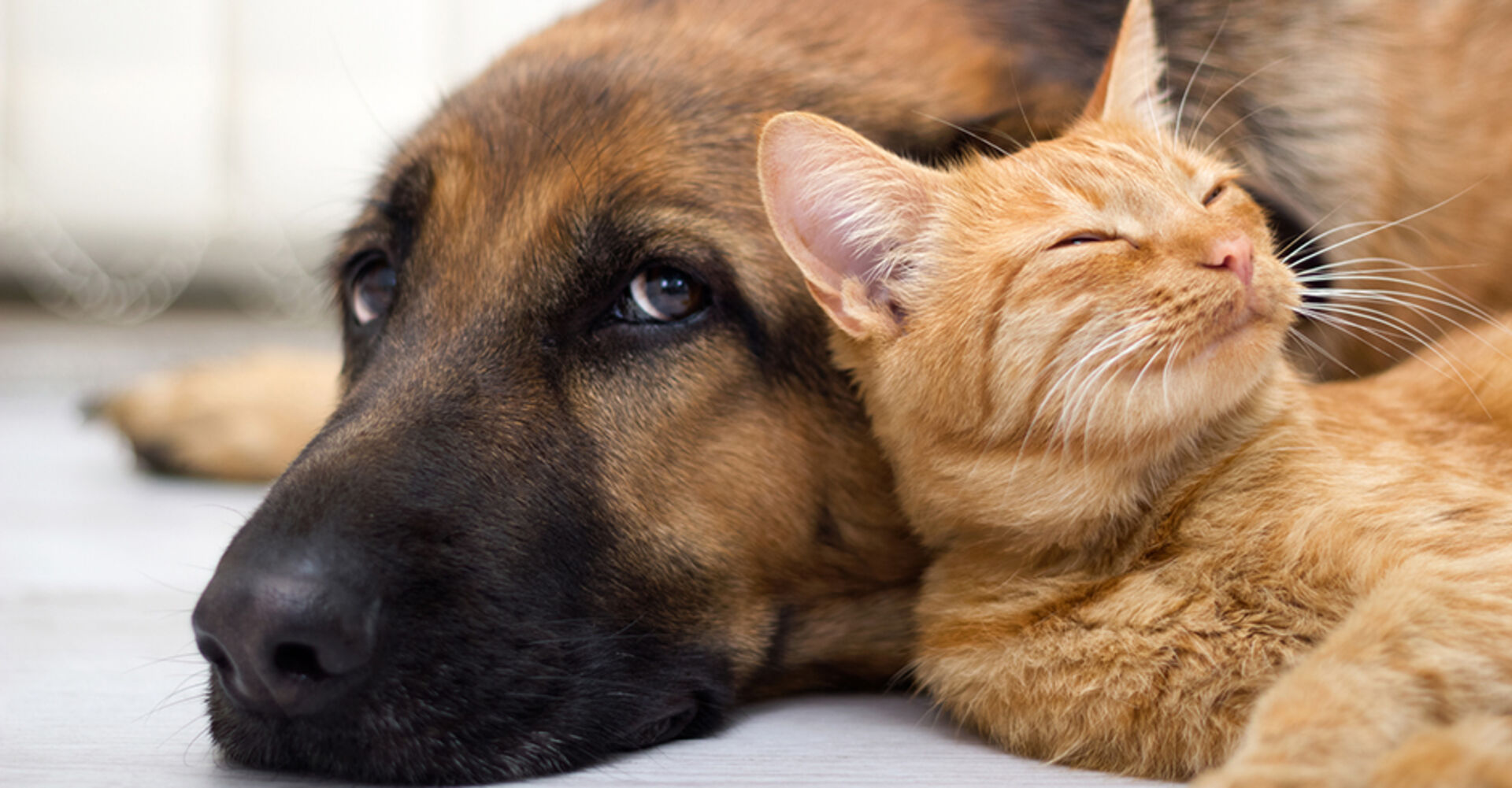 Freundschaft zwischen Hund und Katze | Credit: iStock.com/pyotr021