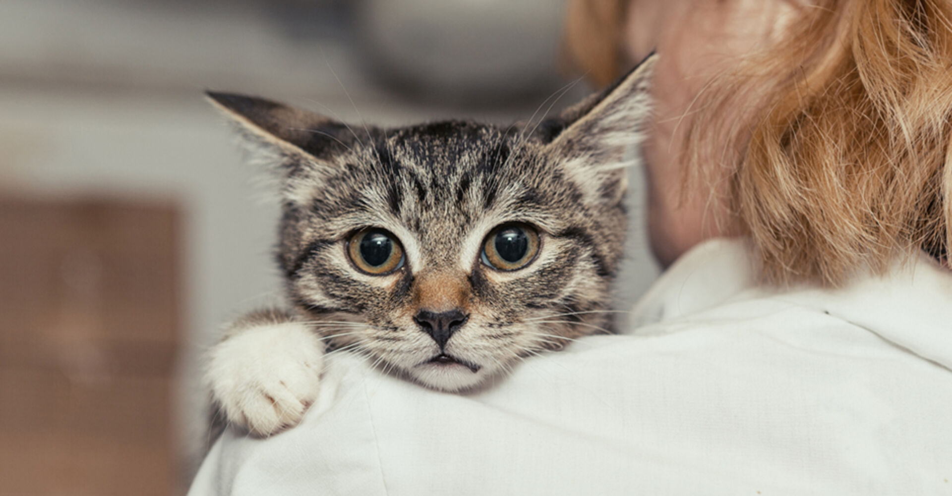 Katze klammert sich an ihre Besitzerin | Credit: iStock.com/Okssi68