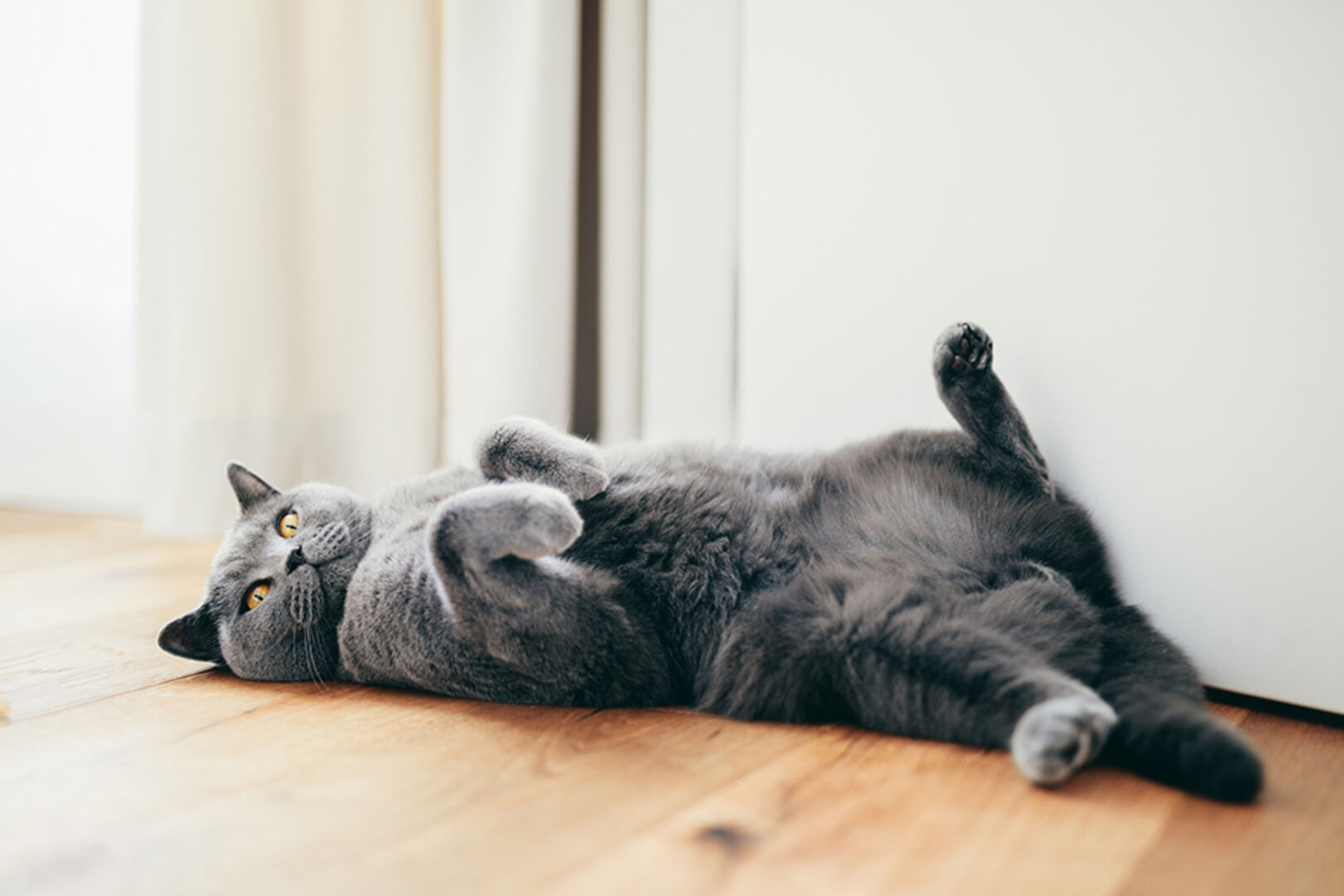 Britisch Kurzhaar Katze rekelt sich | Credit: iStock.com/NiseriN