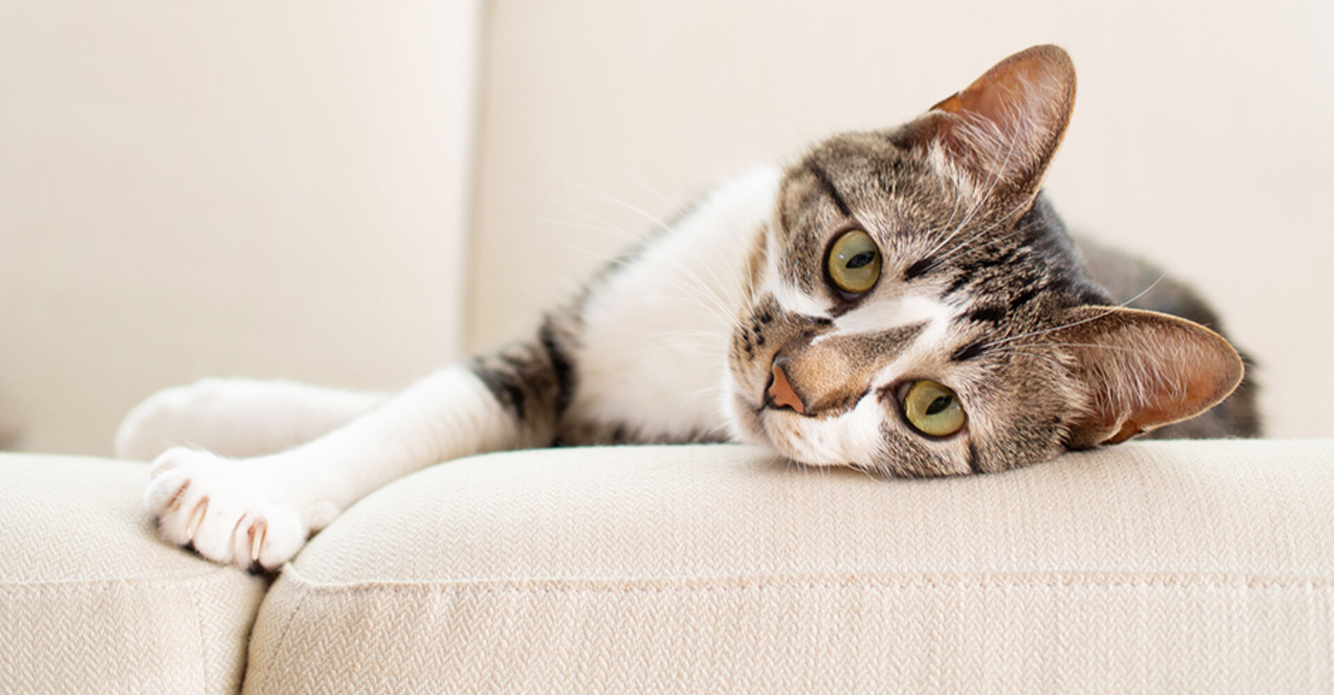 Katze liegt entspannt ausgestreckt auf dem Sofa | Credit: iStock.com/kaorinne