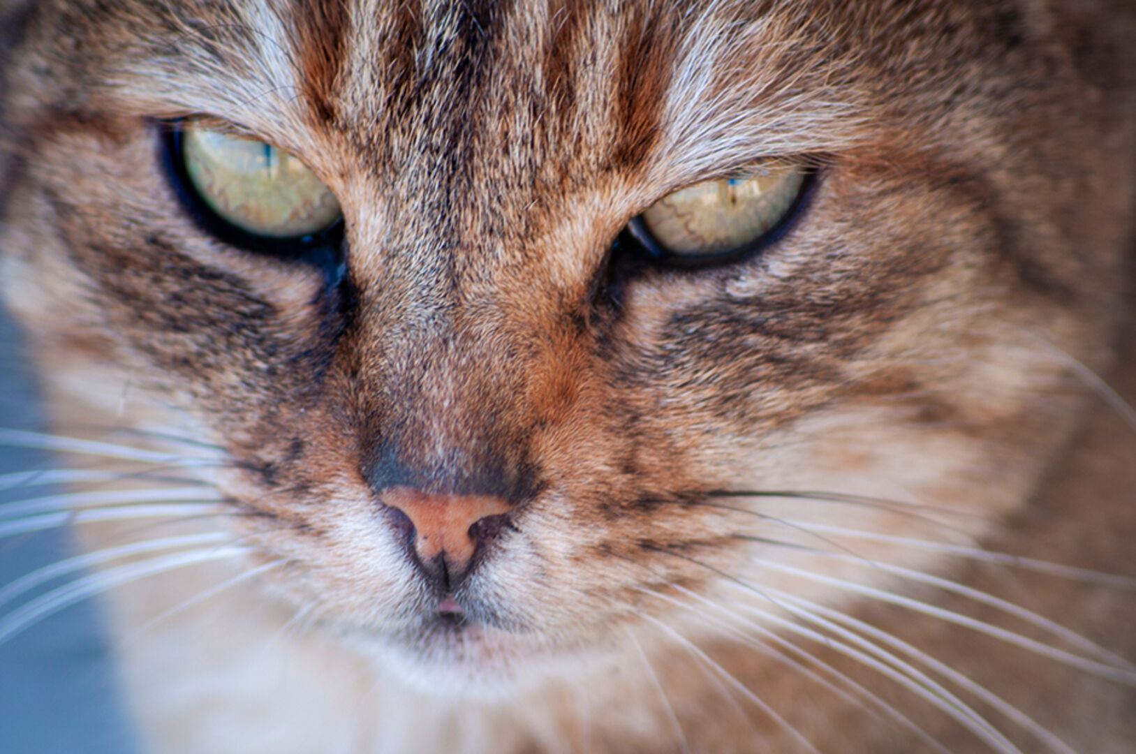 Katze mit ernstem Blick | Credit: iStock.com/Semseddin Umut MERCAN