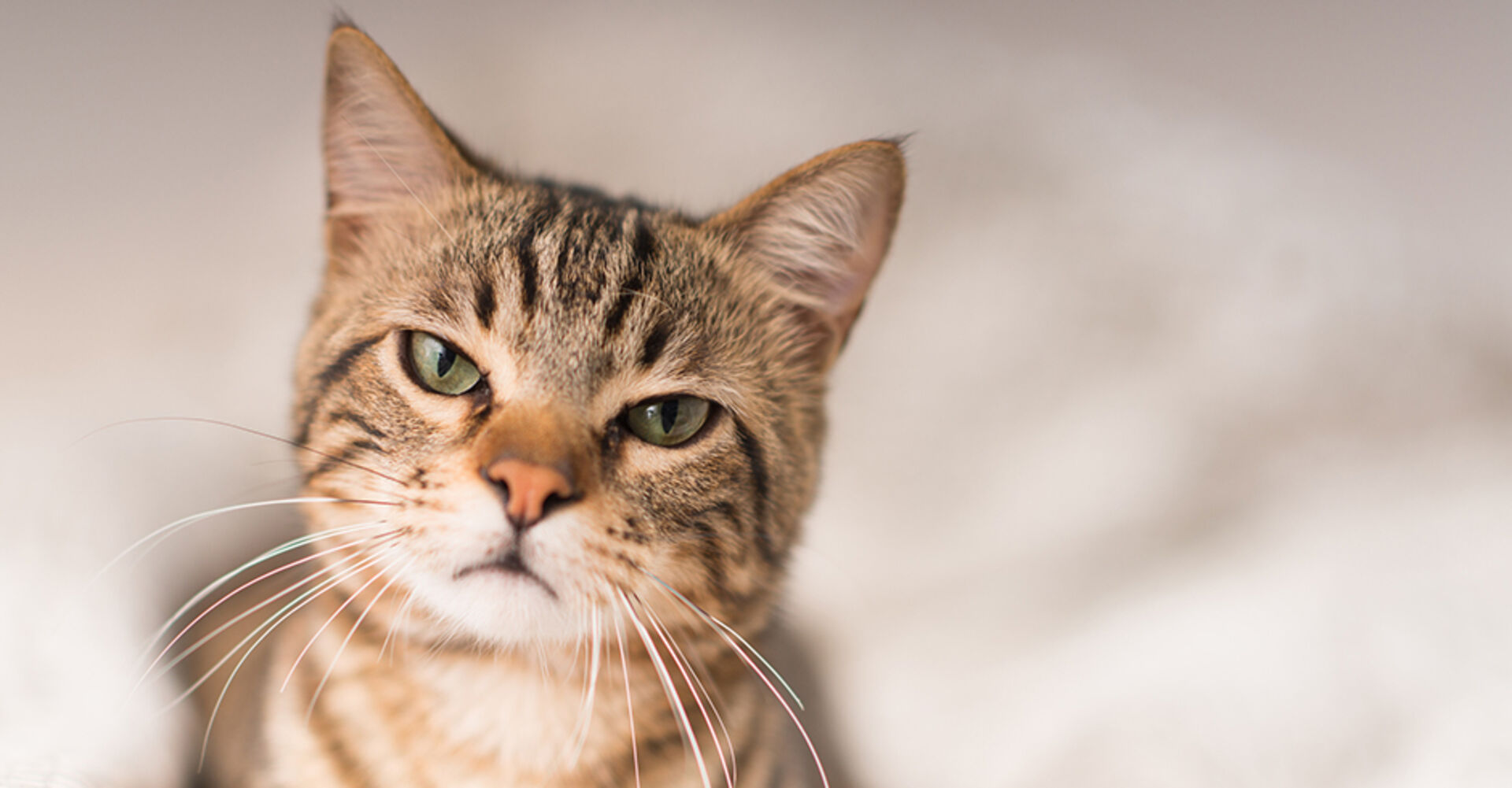 Katze mit ernstem Blick | Credit: iStock.com/AaronAmat
