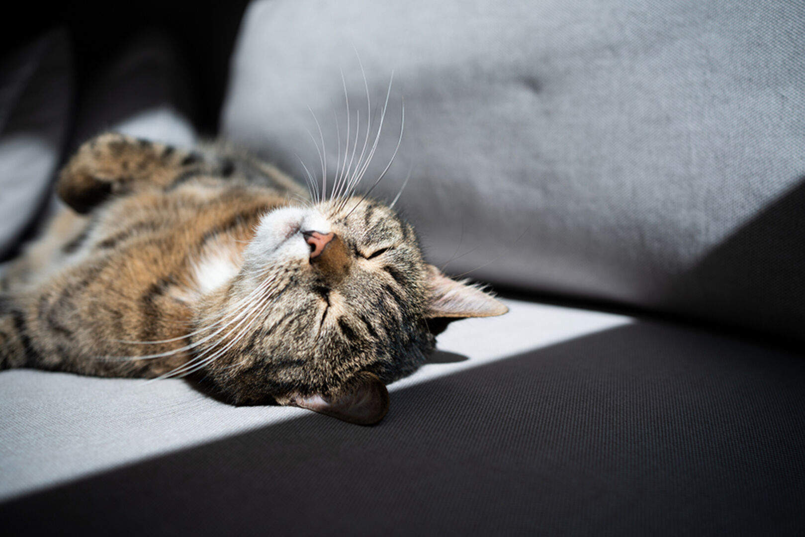 Katze liegt rücklings auf der Couch und genießt das Sonnenlicht, das durch das Fenster ins Zimmer fällt | Credit: iStock.com/Nils Jacobi