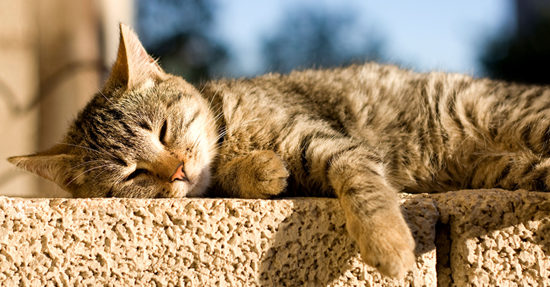 Katze rekelt sich auf der Mauer in der Sonne | Credit: iStock.com/Jelena990