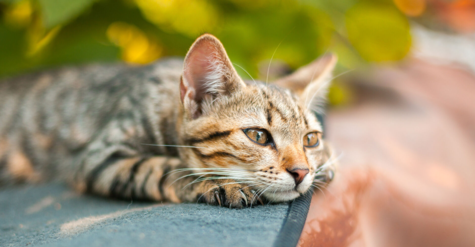 Katze mit traurigem Blick liegt ausgestreckt im Freien | Credit: iStock.com/vvvita