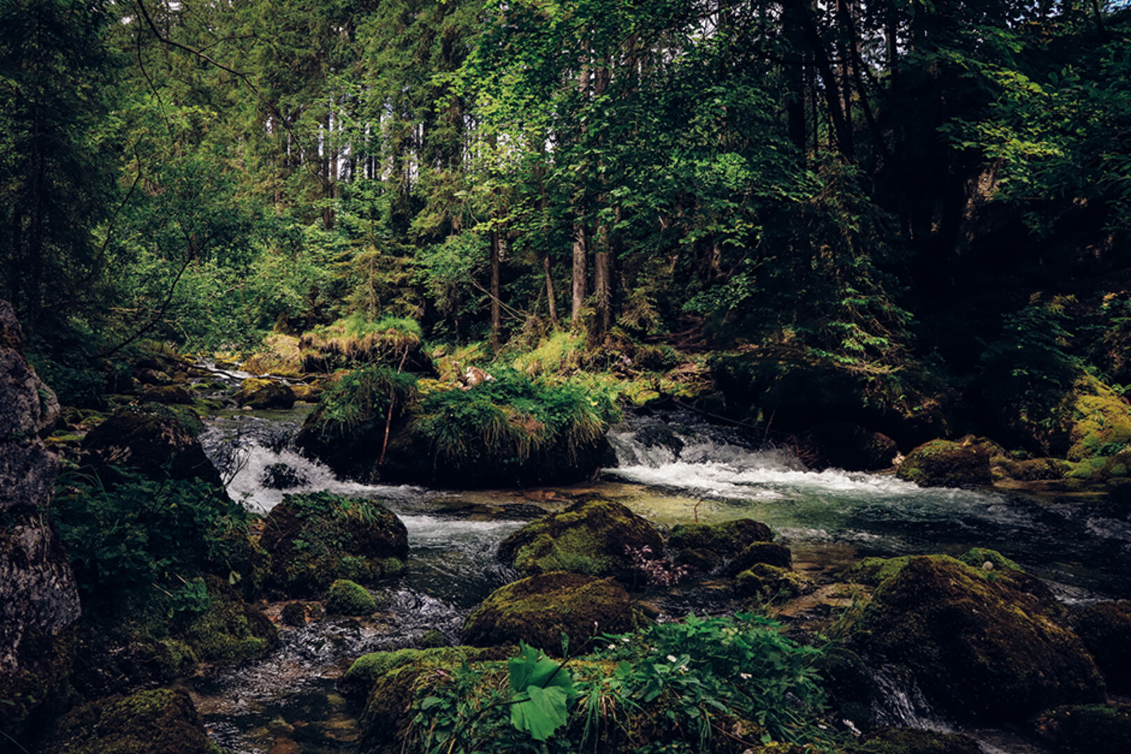 Lichtung nahe eines Bachs in einem Salzburger Wald | Credit: iStock.com/VSFP