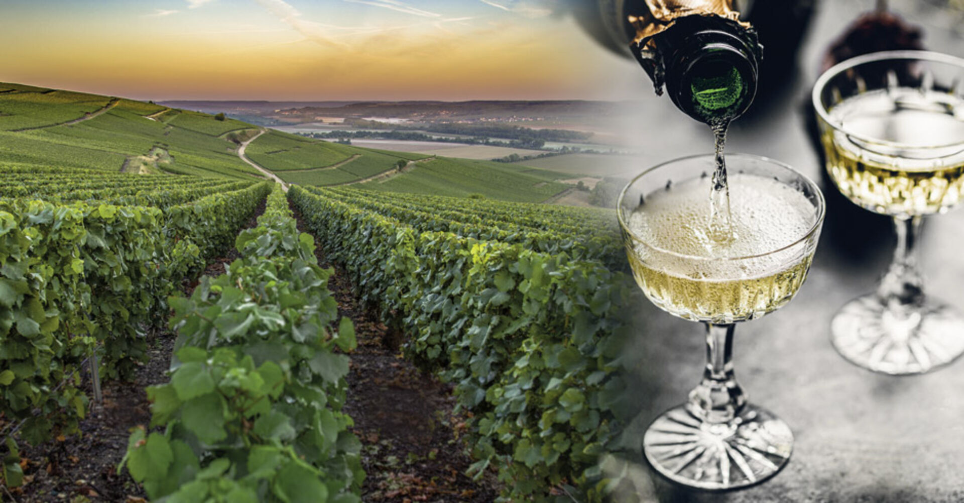 Weinberg in der Champagne