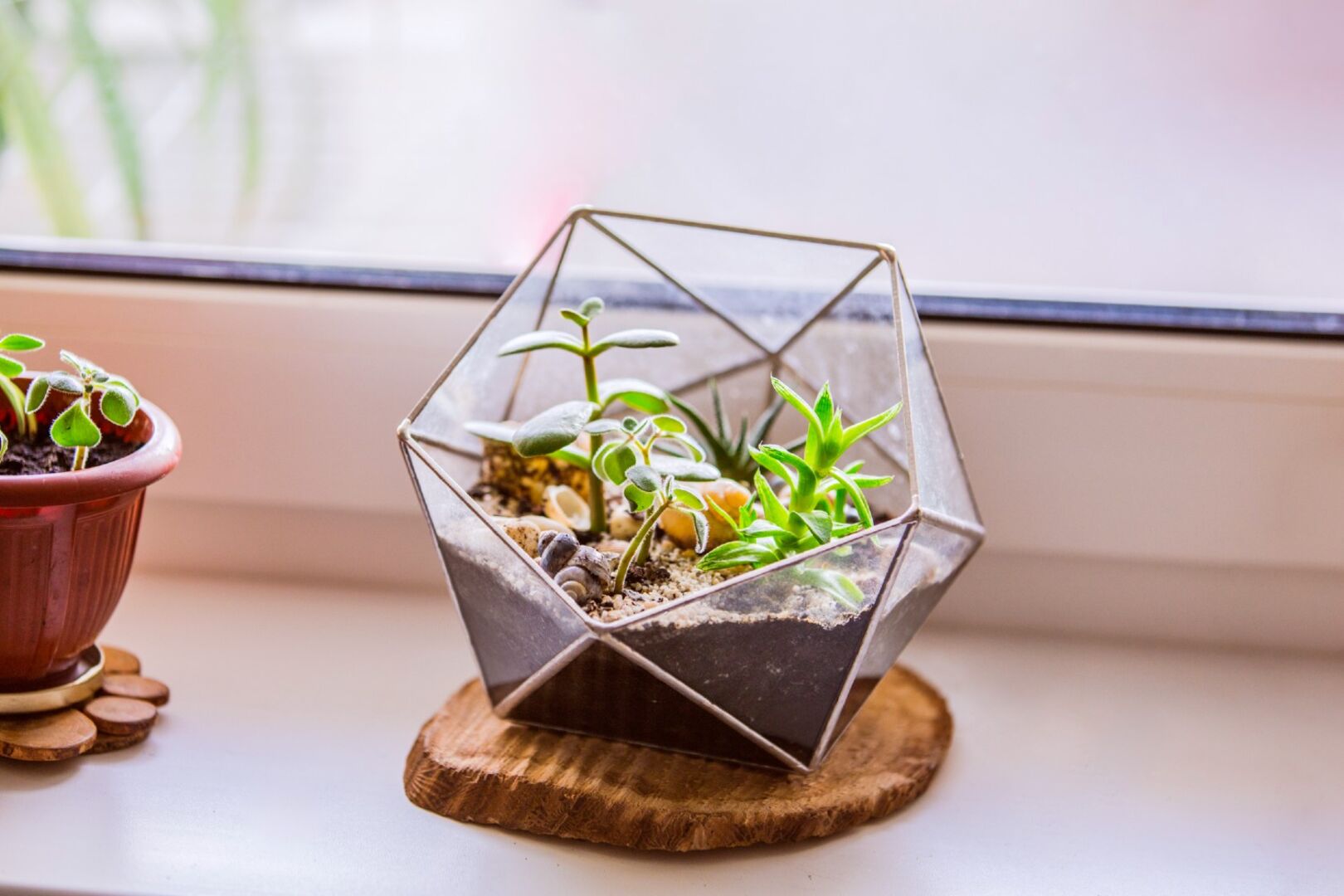 Florarium steht auf Fensterbrett | Credit: iStock.com/olga_prava