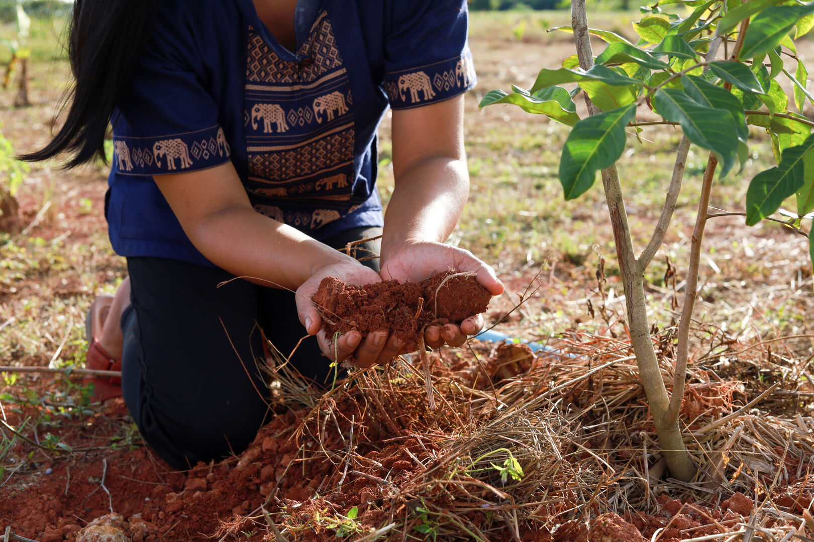 Bäume und Sträucher werden eng aneinander gepflanzt. | Credit: iStock.com/supharb sangkla